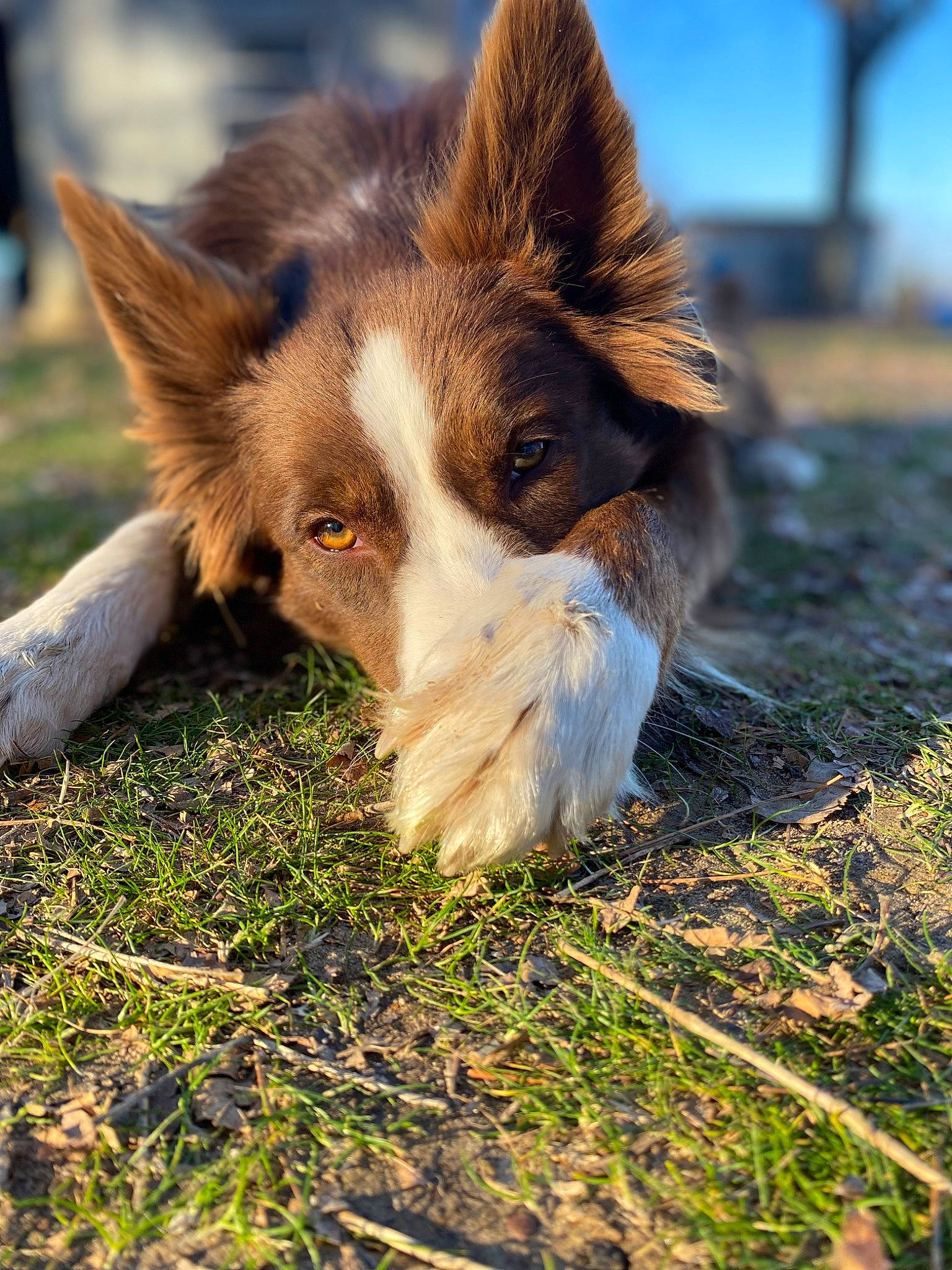 Rosie is registered to the contest to win money with this photo: canidae, carnivore, companion_dog, dog, dog_breed, fur, grass, herding_dog, plant, snout, sporting_group, terrestrial_animal, whiskers, working_dog