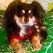 Milo joined the competition — help win amazing prizes! animal, bed, bedding, black_fur, collar, cute, dog, domestic_animal, fur, green_bedspread, indoor, leaf_pattern, long_hair, looking_at_camera, lying_down, pet, red_harness, resting, small_dog, tan_paws