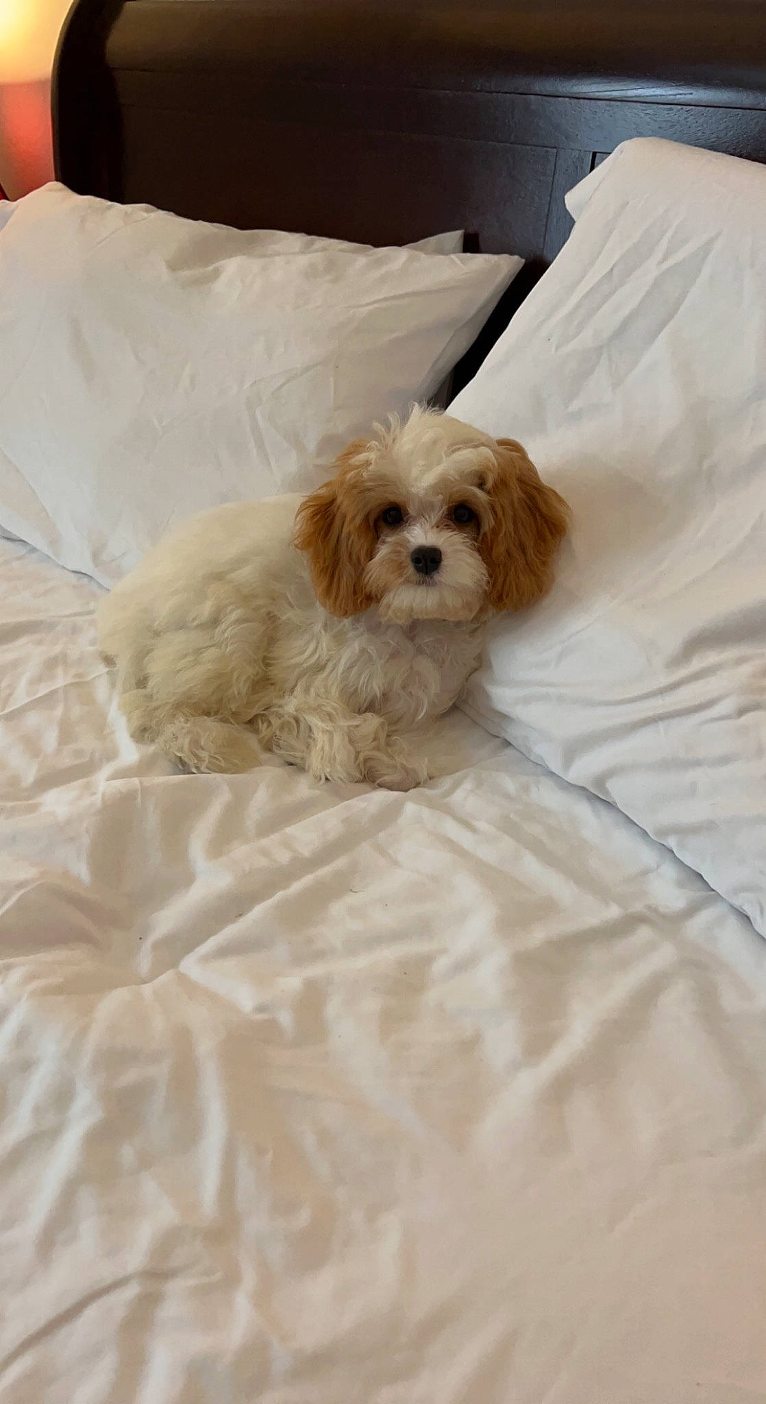 Auggie is registered to the contest to win money with this photo: bedding, bedroom, canidae, carnivore, comfort, companion_dog, dog, dog_breed, dog_supply, duvet, fawn, fur, linens, maltepoo, pillow, small_terrier, sporting_group, terrier, toy_dog, working_animal