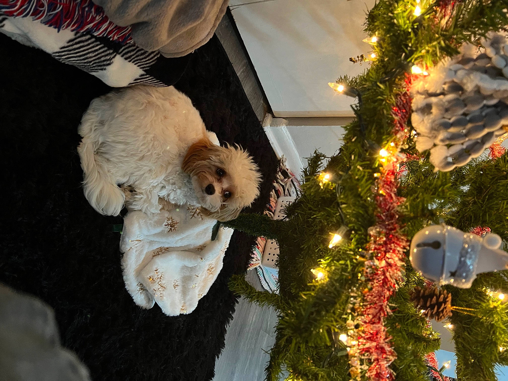 Auggie is registered to the contest to win money with this photo: christmas, christmas_decoration, christmas_eve, christmas_ornament, christmas_tree, conifer, event, evergreen, fur, holiday, holiday_ornament, interior_design, ornament, plant, toy, tradition, tree, twig, winter, woody_plant