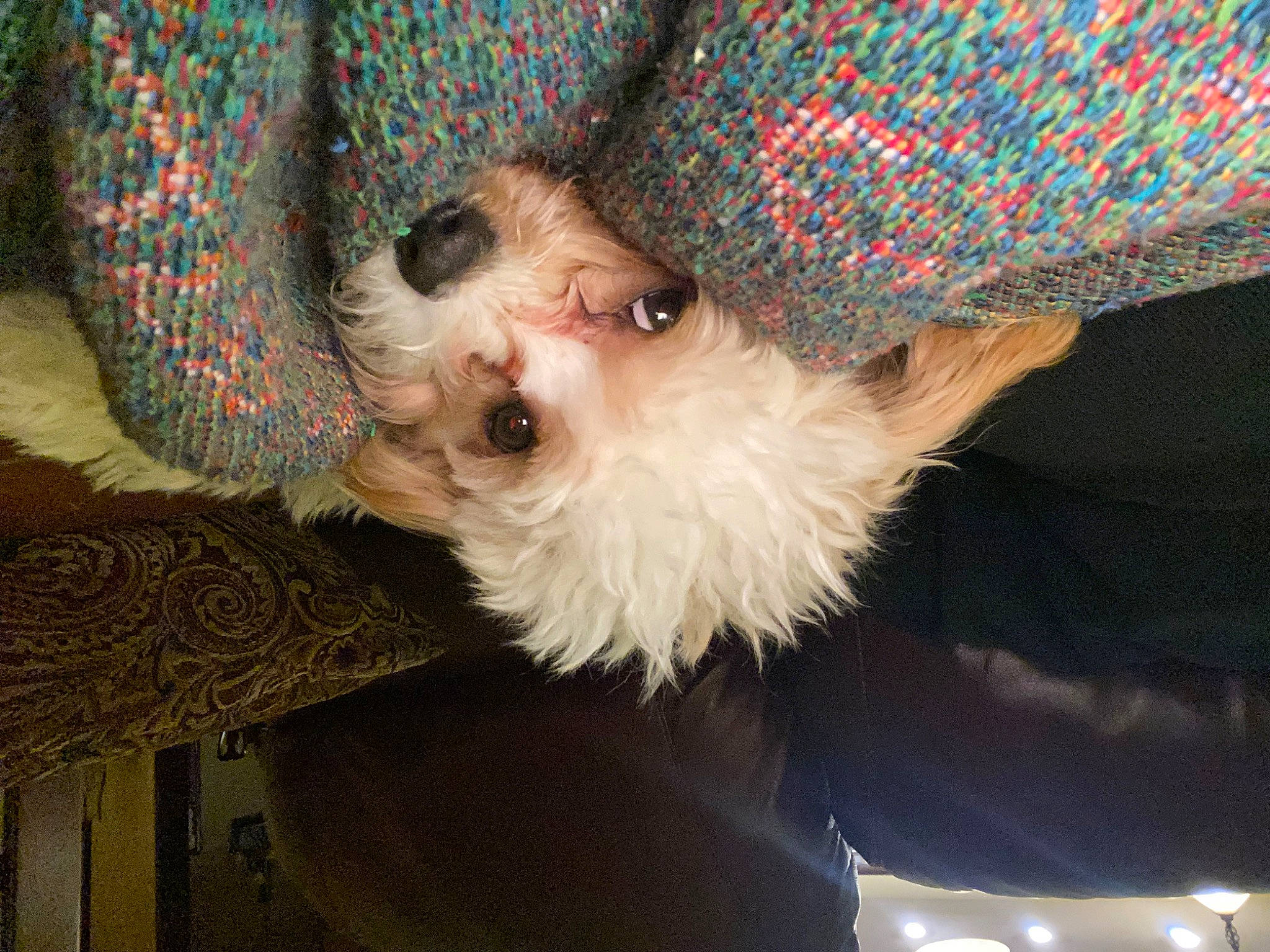 Auggie is registered to the contest to win money with this photo: canidae, carnivore, comfort, companion_dog, dog, dog_breed, dog_clothes, dog_supply, eyewear, fawn, fur, pattern, small_terrier, snout, sporting_group, sunglasses, terrier, toy_dog, whiskers, working_animal