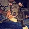 Diesel is registered to the contest to win money with this photo: animal, bed, blue_bedspread, canine, casual_clothing, cozy, dog, face, hand, human, indoor, laying_down, looking_at_camera, man, night, pet, portrait, puppy, relaxed, tattoo