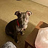 brown_dog, canine, carpet, curious, dog, domestic, ears_up, floor, furniture, home, indoor, looking_up, pet, plastic_bag, puppy, red_collar, shadow, sitting, table, young_dog