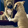 Diesel joined the competition — help win amazing prizes! animal, brown_dog, carpet, close_up, companion, curious, cute, dog, friendship, front_view, household, indoor, mirror, paw, pet, playful, puppy, reflection, sitting, young_dog