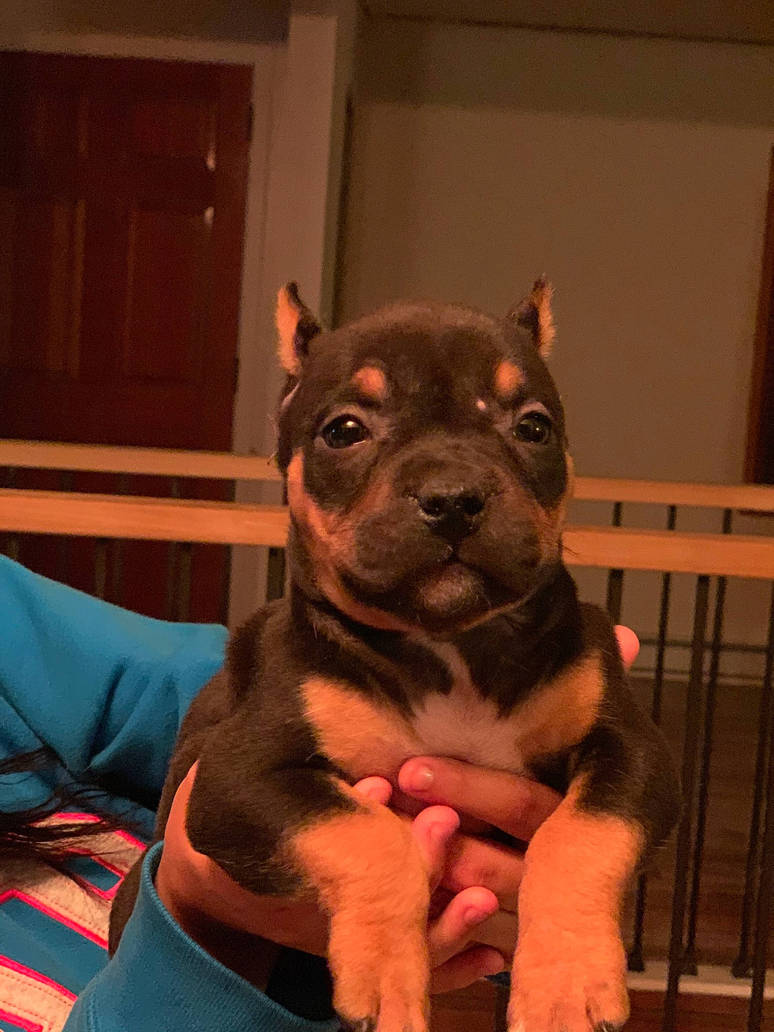 Beauty is registered to the contest to win money with this photo: american_pit_bull_terrier, american_staffordshire_terrier, canidae, carnivore, companion_dog, dog, dog_breed, fawn, french_bulldog, mammal, non_sporting_group, pit_bull, puppy, rare_breed_dog, snout, staffordshire_bull_terrier, toy_bulldog, valley_bulldog, vertebrate, whiskers