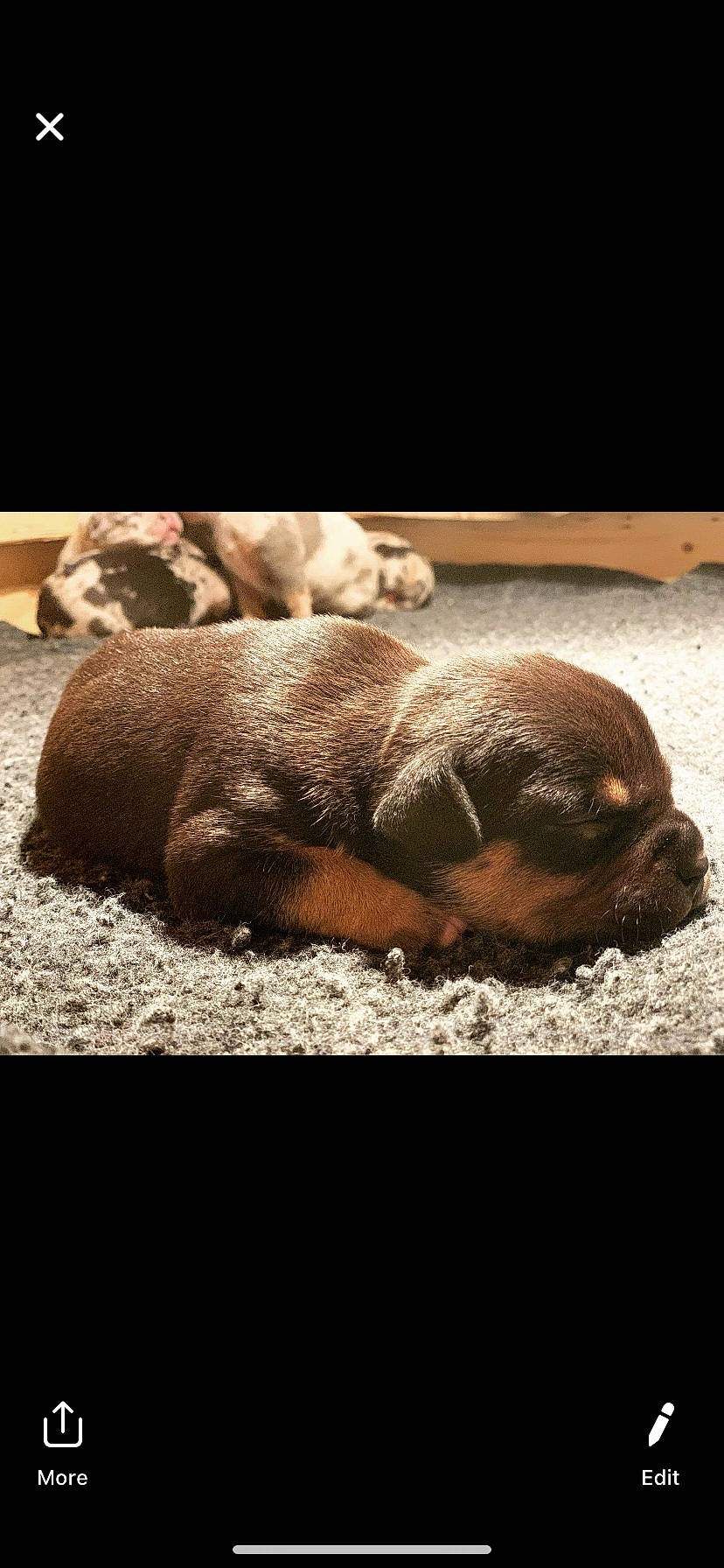 Beauty joined the competition — help win amazing prizes! canidae, carnivore, dog, dog_breed, fawn, fur, labrador_retriever, liver, mammal, puppy, retriever, snout, sporting_group, vertebrate