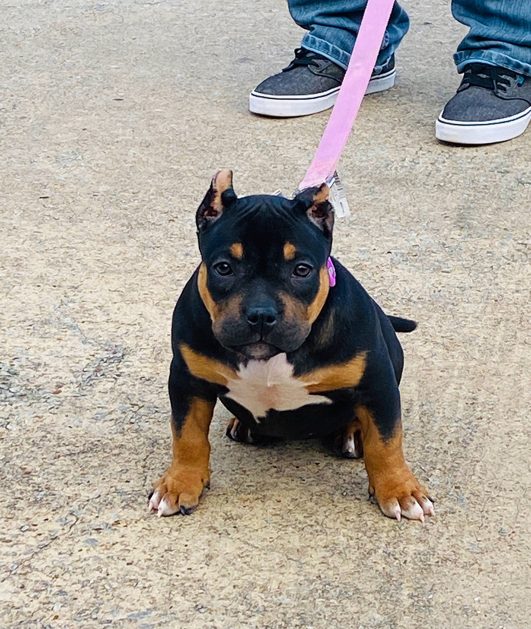 Beauty joined the competition — help win amazing prizes! american_pit_bull_terrier, american_staffordshire_terrier, bull_and_terrier, canidae, carnivore, collar, dog, dog_breed, fawn, mammal, molosser, non_sporting_group, pit_bull, puppy, rare_breed_dog, snout, staffordshire_bull_terrier, vertebrate