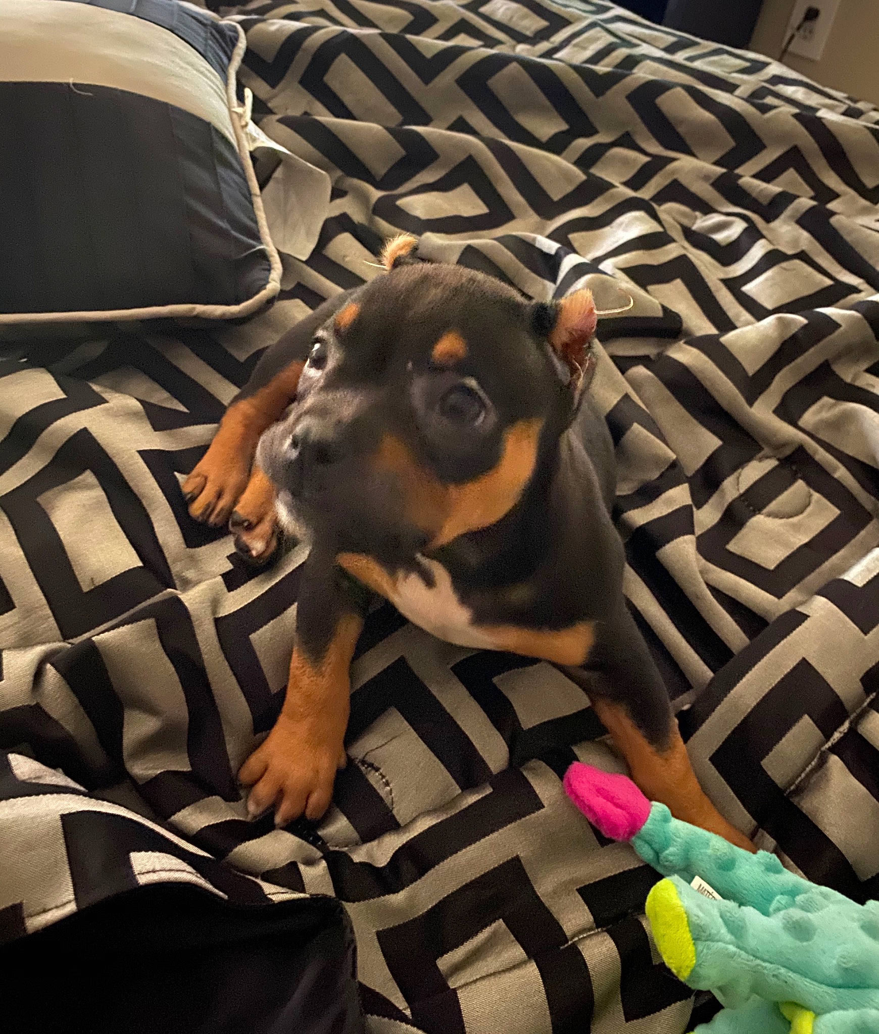 Beauty joined the competition — help win amazing prizes! canidae, carnivore, dog, dog_breed, fawn, german_pinscher, guard_dog, mammal, miniature_pinscher, non_sporting_group, paw, pinscher, puppy, snout, toy_dog