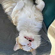 Tigrou a rejoint le concours — aidez-le/la à gagner de superbes lots ! cat, fluffy, white, orange, feline, upside_down, relaxed, fangs, whiskers, pet, cute, sleepy, indoor, blanket, cozy, fur, animal, resting, mouth_open, pink_nose