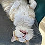 cat, fluffy, white, orange, feline, upside_down, relaxed, fangs, whiskers, pet, cute, sleepy, indoor, blanket, cozy, fur, animal, resting, mouth_open, pink_nose