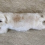 Maya Marie joined the competition — help win amazing prizes! dog, white_dog, carpet, lying_down, fluffy, pet, animal, curious, indoor, fur, cute, small_dog, relaxed, looking_up, four_legs, ears, tail, paw, nose, eyes