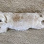 dog, white_dog, carpet, lying_down, fluffy, pet, animal, curious, indoor, fur, cute, small_dog, relaxed, looking_up, four_legs, ears, tail, paw, nose, eyes
