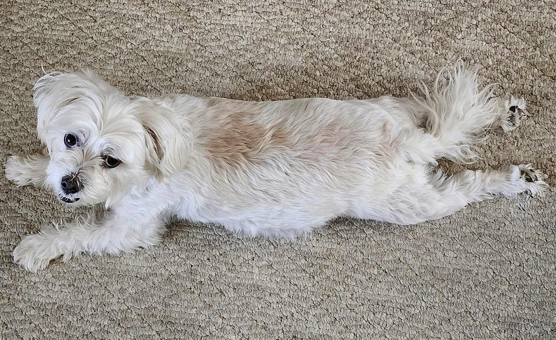Maya Marie joined the competition — help win amazing prizes! dog, white_dog, carpet, lying_down, fluffy, pet, animal, curious, indoor, fur, cute, small_dog, relaxed, looking_up, four_legs, ears, tail, paw, nose, eyes