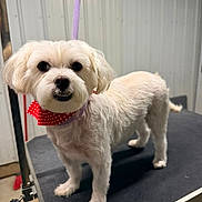 Maya Marie joined the competition — help win amazing prizes! accessory, bandana, cute, dog, eyes, fur, groomed, grooming_table, indoor, metal_wall, nose, paws, pet, portrait, purple_leash, small_dog, smile, standing, studio_lighting, white_fur