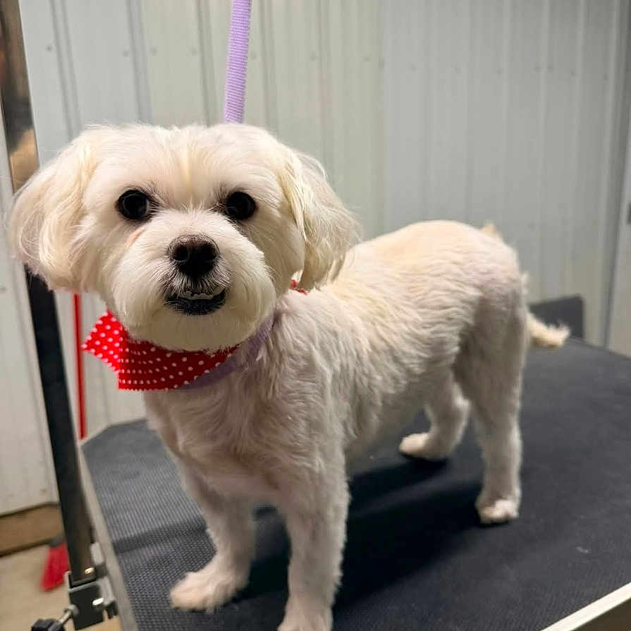 Maya Marie joined the competition — help win amazing prizes! accessory, bandana, cute, dog, eyes, fur, groomed, grooming_table, indoor, metal_wall, nose, paws, pet, portrait, purple_leash, small_dog, smile, standing, studio_lighting, white_fur