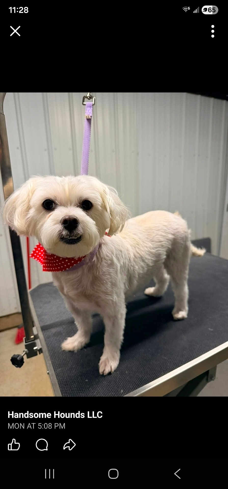 Maya Marie joined the competition — help win amazing prizes! accessory, bandana, cute, dog, eyes, fur, groomed, grooming_table, indoor, metal_wall, nose, paws, pet, portrait, purple_leash, small_dog, smile, standing, studio_lighting, white_fur