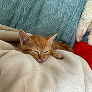 Omalley a rejoint le concours — aidez-le/la à gagner de superbes lots ! kitten, orange_cat, sleeping, blanket, plush_toy, cozy, indoors, pet, feline, soft_texture, resting, cute, animal, comfort, warm, young_cat, domestic_cat, fur, paw, relaxation