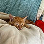 kitten, orange_cat, sleeping, blanket, plush_toy, cozy, indoors, pet, feline, soft_texture, resting, cute, animal, comfort, warm, young_cat, domestic_cat, fur, paw, relaxation
