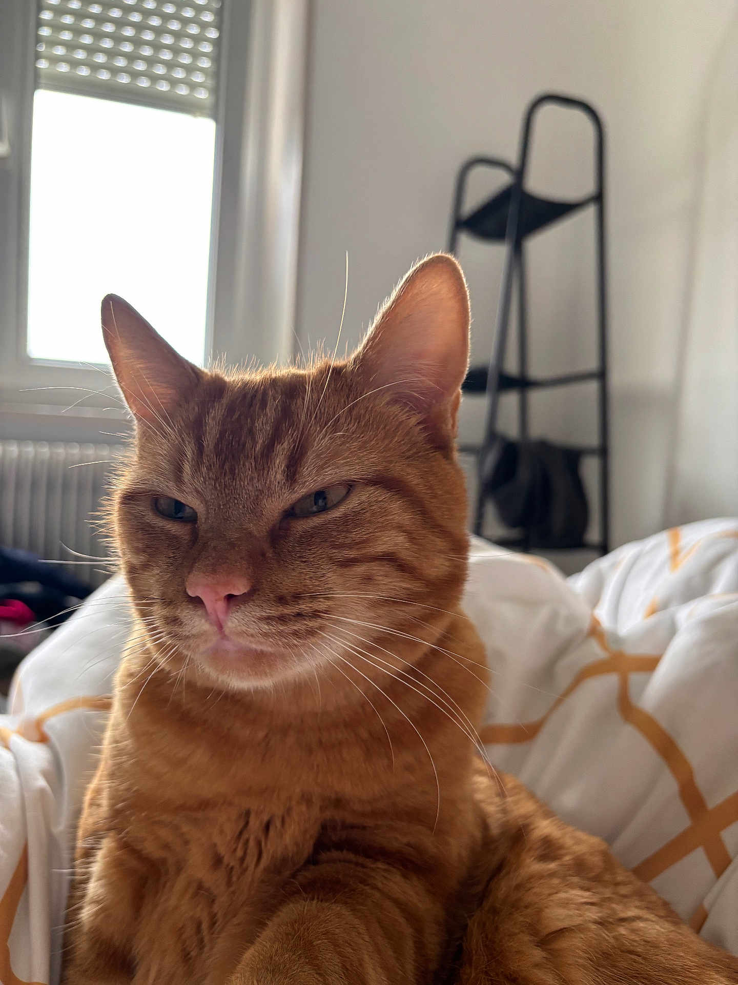 Omalley a rejoint le concours — aidez-le/la à gagner de superbes lots ! cat, ginger_cat, tabby, pet, indoor, close_up, feline, whiskers, ears, nose, bed, blanket, window, shelf, home, relaxed, animal, cute, fur, resting