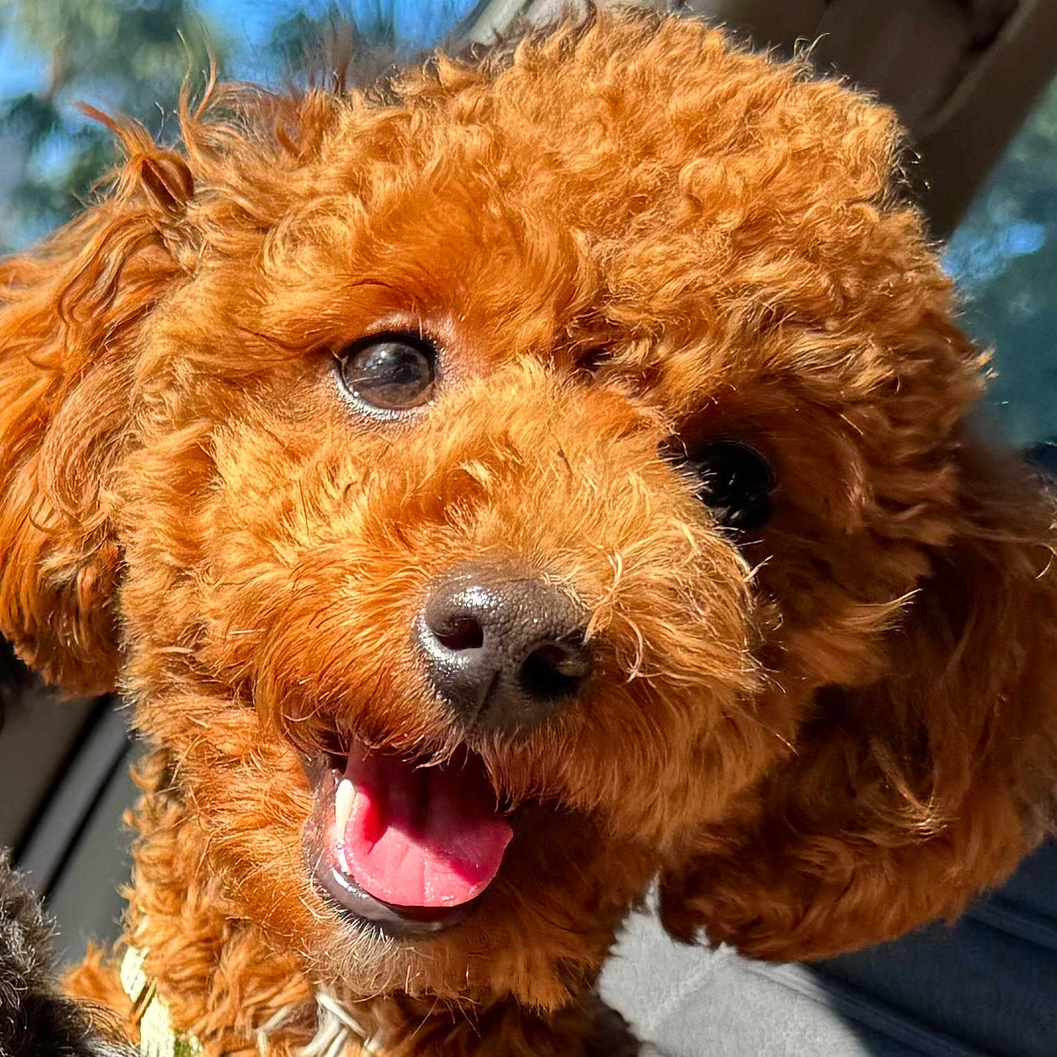 Sukiana is registered to the contest to win money with this photo: animal, bright, canine, close_up, companion, curly_hair, cute, dog, ears, friendly, fur, happy, muzzle, nose, outdoor, pet, portrait, smiling, sunlight, tongue