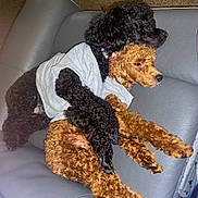 Sukiana joined the competition — help win amazing prizes! dog, poodle, black_dog, brown_dog, curly_fur, pets, couch, resting, snuggling, clothing, indoor, cozy, animal, friendship, companion, relaxing, cute, fur, sleepy, domestic