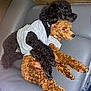 dog, poodle, black_dog, brown_dog, curly_fur, pets, couch, resting, snuggling, clothing, indoor, cozy, animal, friendship, companion, relaxing, cute, fur, sleepy, domestic