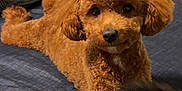 Sukiana is registered to the contest to win money with this photo: dog, poodle, brown, curly_fur, bed, indoor, pet, animal, cute, relaxed, looking_at_camera, close_up, fur, companion, domestic, mammal, resting, cozy, fluffy, eyes