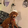 Sukiana joined the competition — help win amazing prizes! dog, brown_dog, curly_fur, pet, leather_chair, living_room, wall_mirror, hanging_plant, lamp, welcome_sign, paw_prints, cushion, furniture, indoor, cozy, decor, curtains, collar, heart_tag, shadow