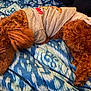 Sukiana joined the competition — help win amazing prizes! dog, sleeping, curly_fur, brown_dog, blanket, blue_blanket, clothing, grey_shirt, cartoon_print, pet, indoors, cozy, resting, cute, fur, animal, paw, relaxation, bed, canine