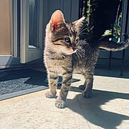 Osiris a rejoint le concours — aidez-le/la à gagner de superbes lots ! kitten, cat, tabby, indoor, sunlight, shadow, door, floor, tile, whiskers, fur, pets, young, animal, cute, curious, standing, domestic, home, blurred_background