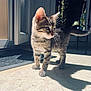 kitten, cat, tabby, indoor, sunlight, shadow, door, floor, tile, whiskers, fur, pets, young, animal, cute, curious, standing, domestic, home, blurred_background
