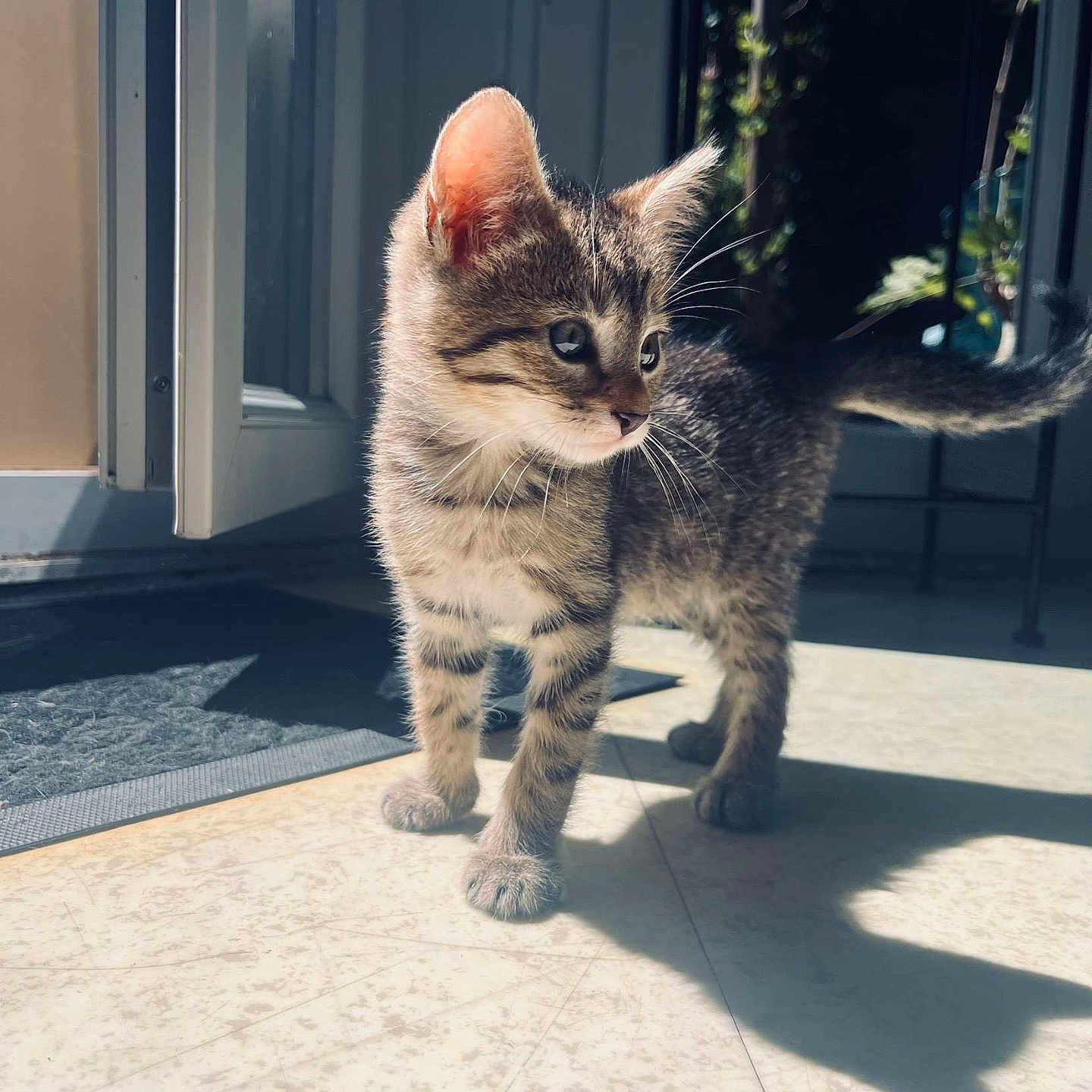 Osiris a rejoint le concours — aidez-le/la à gagner de superbes lots ! animal, blurred_background, cat, curious, cute, domestic, door, floor, fur, home, indoor, kitten, pets, shadow, standing, sunlight, tabby, tile, whiskers, young