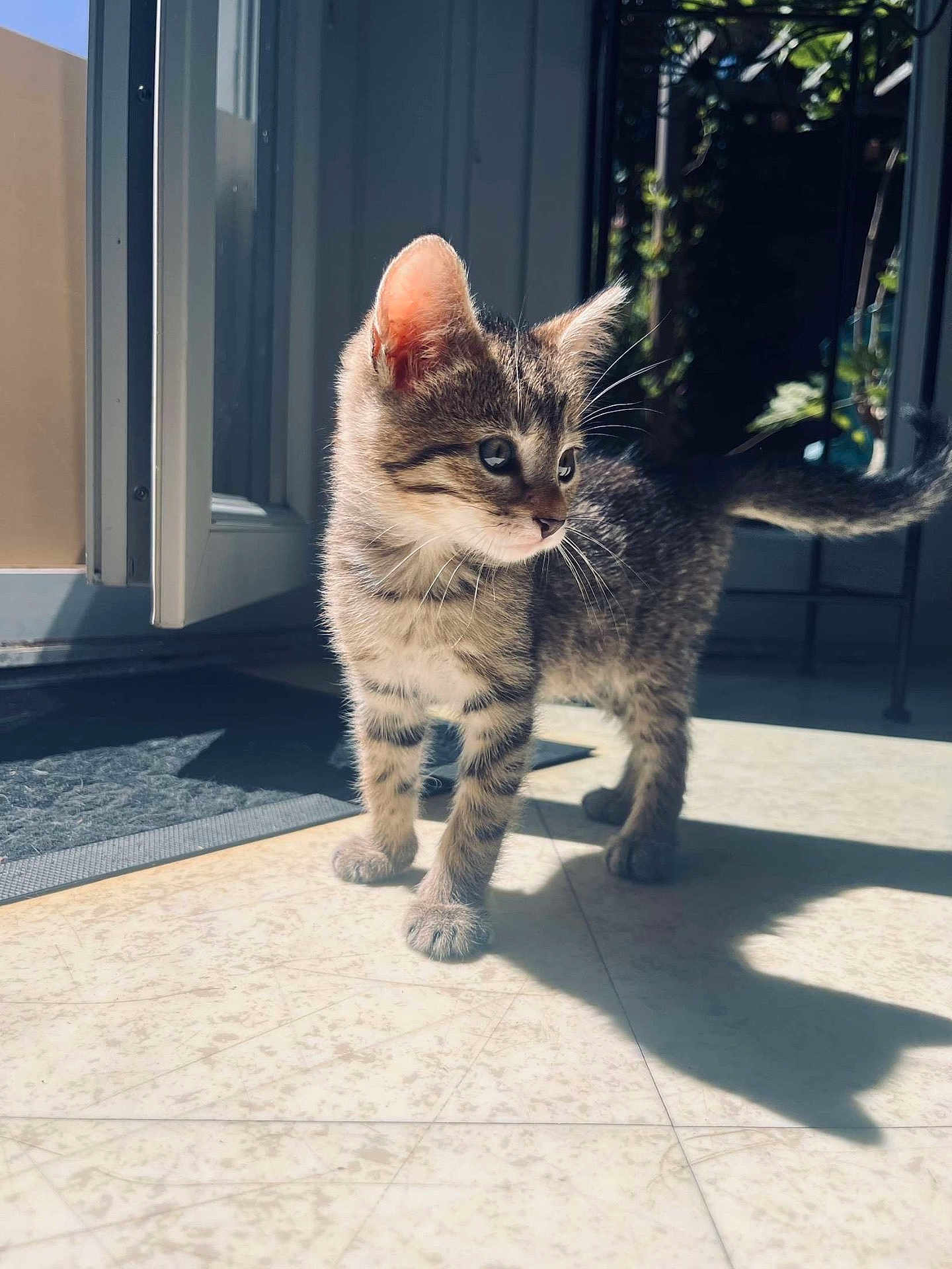 Osiris a rejoint le concours — aidez-le/la à gagner de superbes lots ! kitten, cat, tabby, indoor, sunlight, shadow, door, floor, tile, whiskers, fur, pets, young, animal, cute, curious, standing, domestic, home, blurred_background