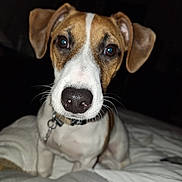 Volt participe au concours pour gagner de l'argent avec cette photo : dog, pet, closeup, nose, ears, whiskers, collar, bed, indoor, animal, cute, curious, brown, white, face, portrait, canine, fur, domestic, companion
