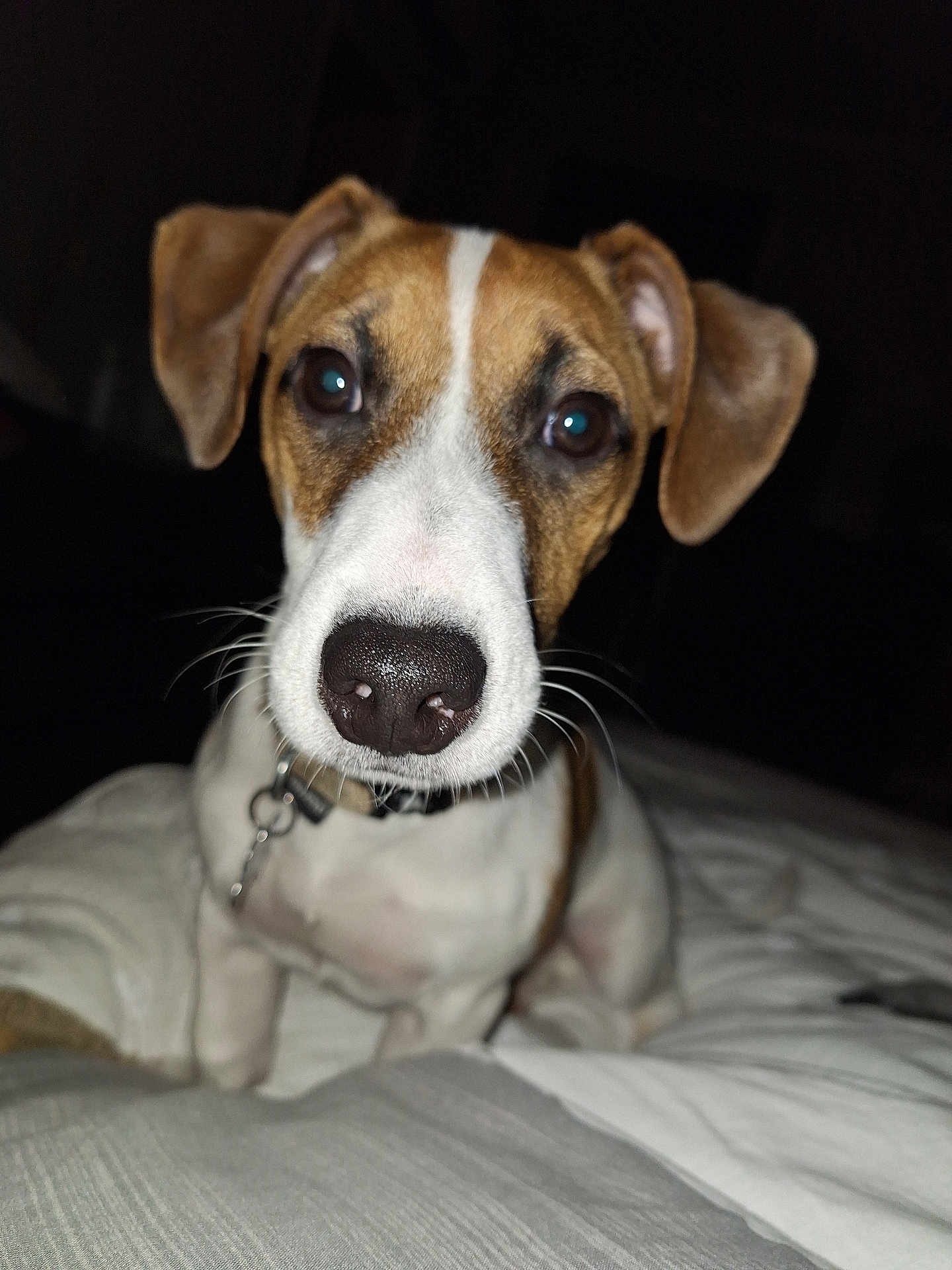 Volt participe au concours pour gagner de l'argent avec cette photo : dog, pet, closeup, nose, ears, whiskers, collar, bed, indoor, animal, cute, curious, brown, white, face, portrait, canine, fur, domestic, companion