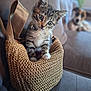 kitten, cat, dog, basket, woven_basket, couch, indoor, pet, animal, curious, feline, canine, blurred_background, domestic, cute, whiskers, ears, paws, collar, soft_light