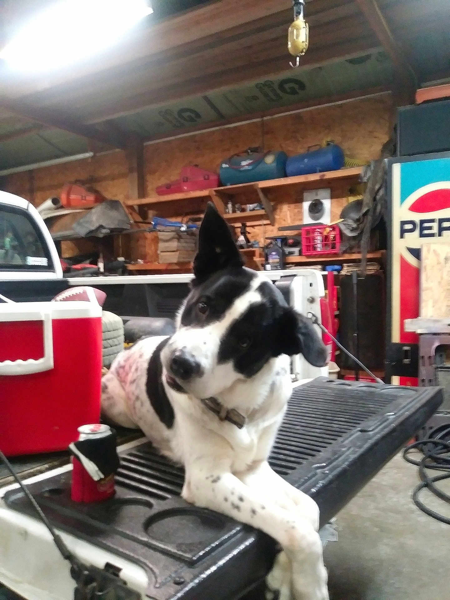 Cashious Clay joined the competition — help win amazing prizes! dog, black_and_white, tailgate, pickup_truck, garage, cooler, can, pepsi_sign, tools, shelf, wood, indoor, pet, animal, curious, leaning, collar, spot, relaxed, head_tilt