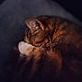 cat, sleeping, feline, curled_up, paw, fur, cozy, resting, pet, domestic_animal, cute, animal, whiskers, tabby, quiet, close_up, indoor, soft_light, blurred_background, relaxation