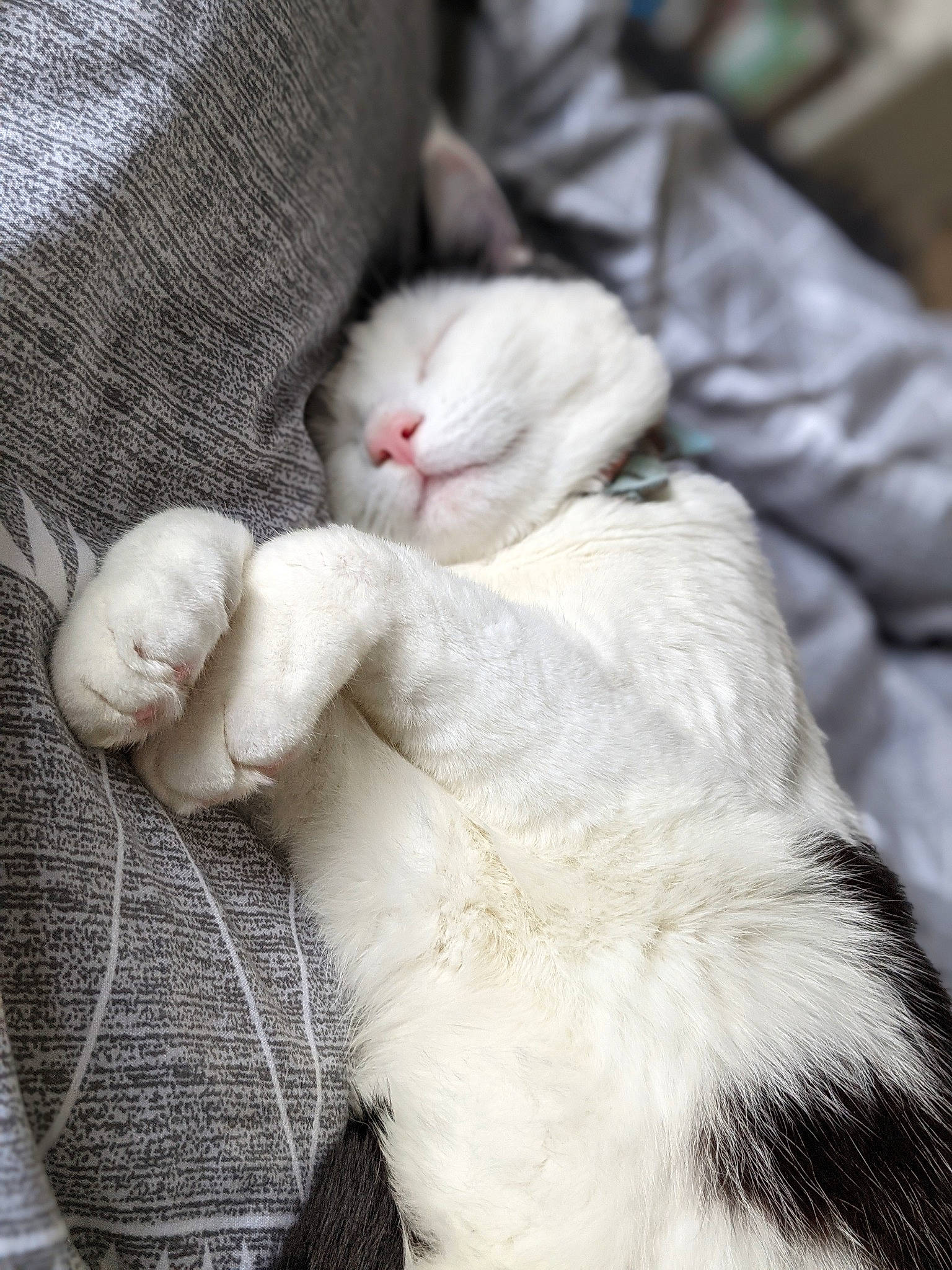 Pickle joined the competition — help win amazing prizes! carnivore, cat, claw, comfort, domestic_short_haired_cat, fawn, felidae, fur, grey, linens, nap, paw, small_to_medium_sized_cats, tail, whiskers, wood, woven_fabric