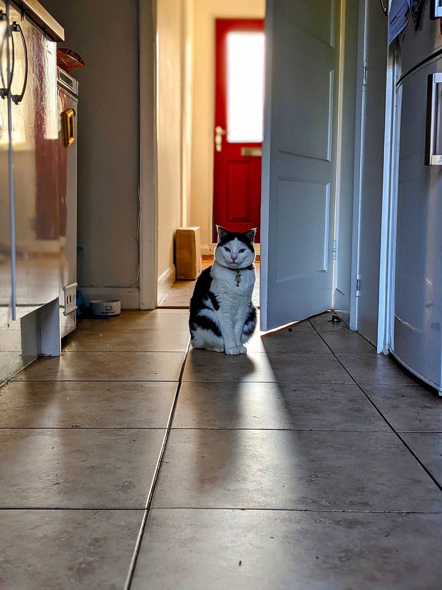 Pickle is registered to the contest to win money with this photo: building, carnivore, cat, door, felidae, fixture, floor, flooring, grey, hardwood, home_door, house, laminate_flooring, porch, small_to_medium_sized_cats, tail, whiskers, wood, wood_flooring, wood_stain