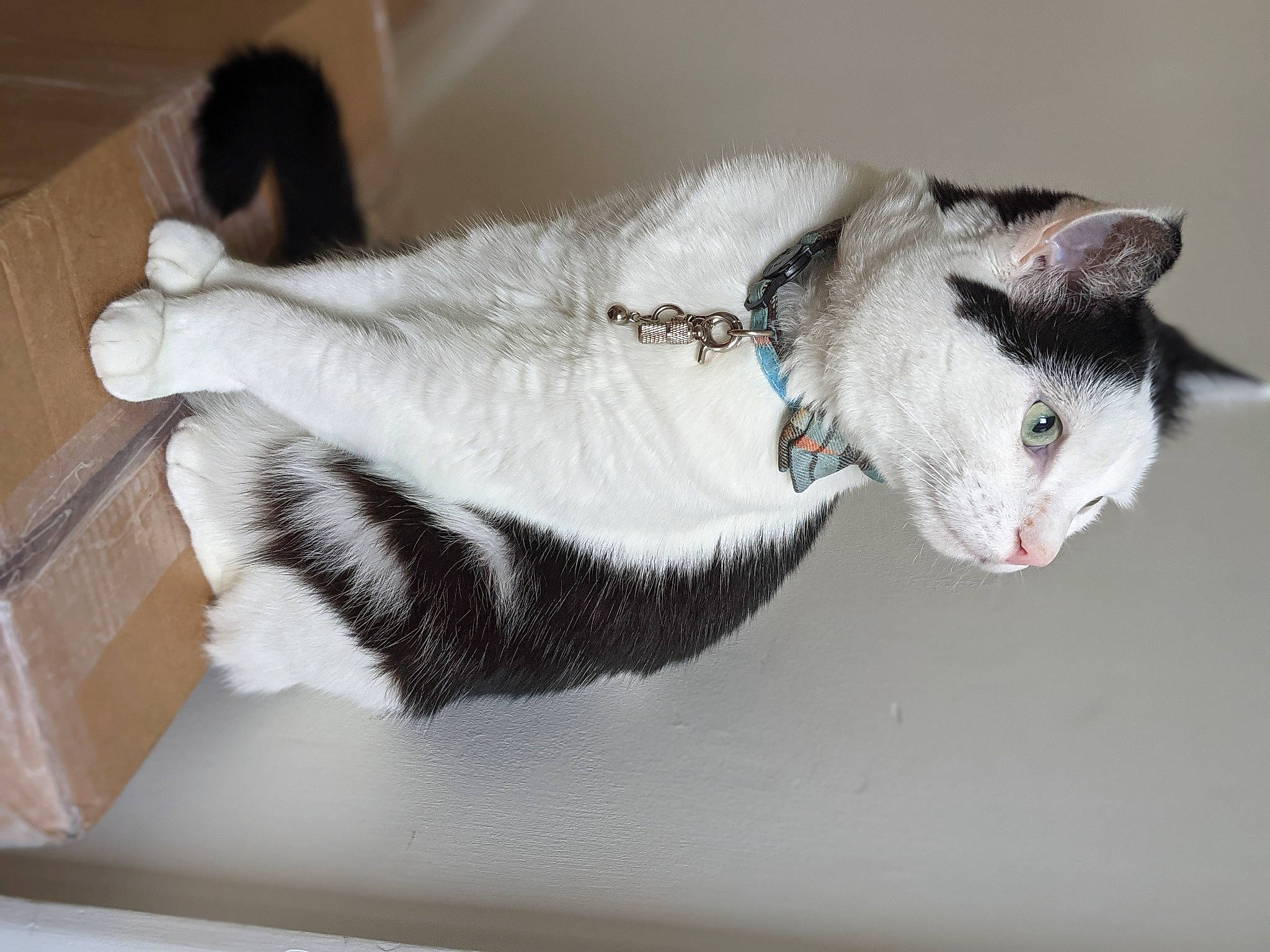 Pickle joined the competition — help win amazing prizes! carnivore, cat, cat_furniture, cat_supply, claw, collar, comfort, domestic_short_haired_cat, felidae, fur, grey, paw, pet_supply, small_to_medium_sized_cats, snout, tail, whiskers