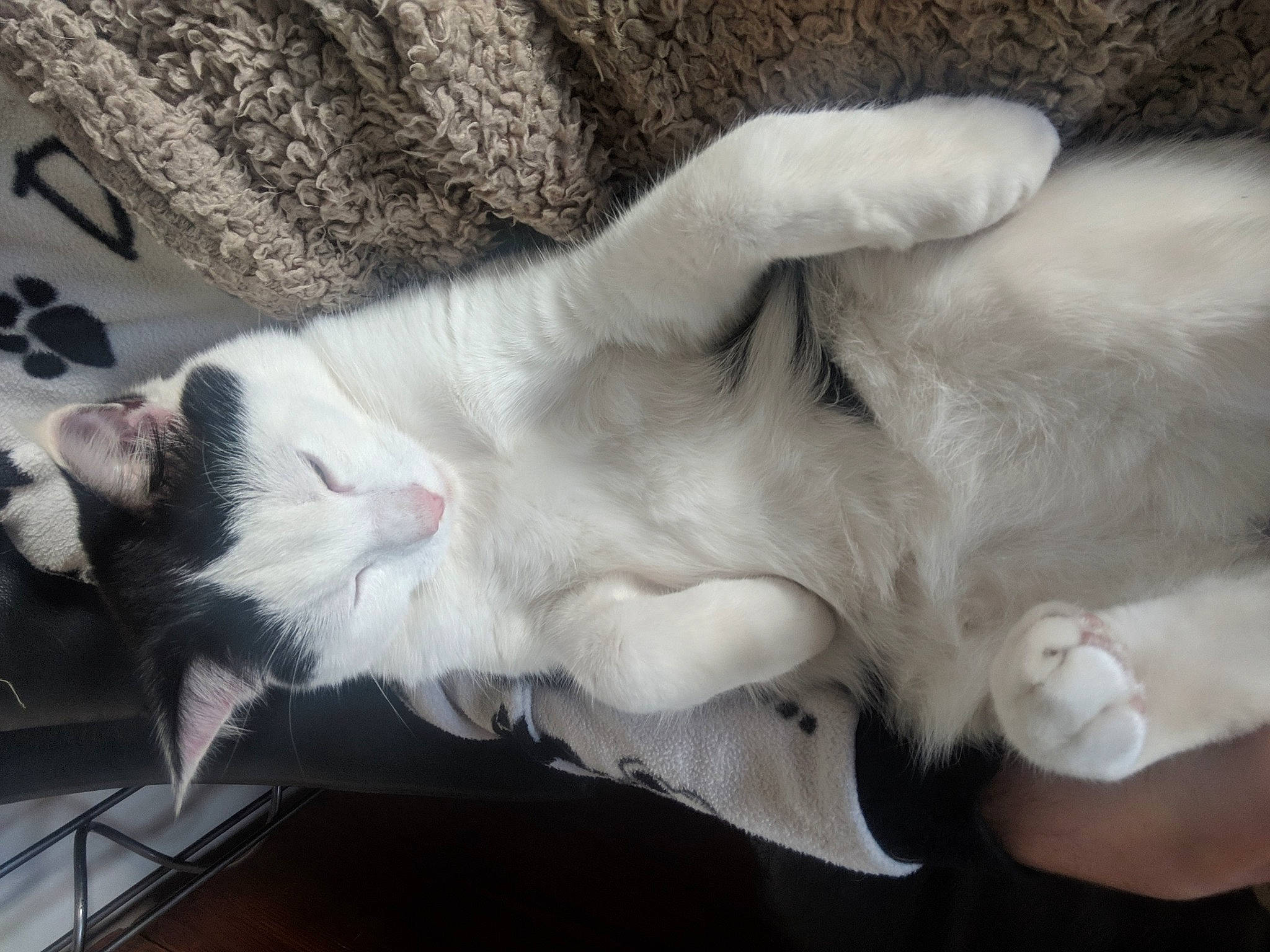 Pickle is registered to the contest to win money with this photo: art, canidae, carnivore, cat, claw, collar, companion_dog, dog_breed, domestic_short_haired_cat, ear, fang, felidae, fur, grey, paw, small_to_medium_sized_cats, snout, sporting_group, tail, whiskers