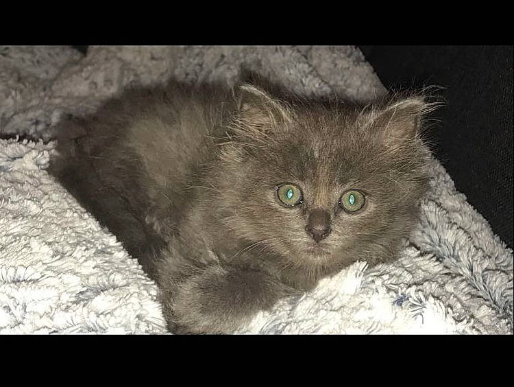 Cacahuète participe au concours pour gagner de l'argent avec cette photo : asian, asian_semi_longhair, british_longhair, british_semi_longhair, carnivore, cat, domestic_long_haired_cat, domestic_short_haired_cat, eye, felidae, iris, kitten, mammal, nebelung, organism, ragamuffin, small_to_medium_sized_cats, snout, vertebrate, whiskers