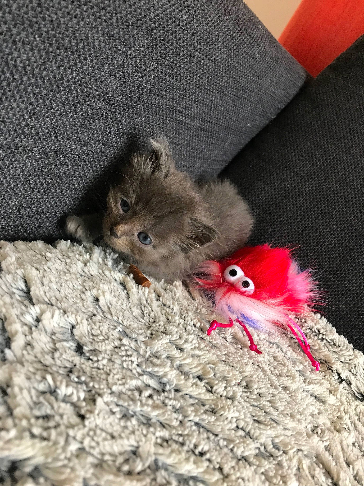 Cacahuète a rejoint le concours — aidez-le/la à gagner de superbes lots ! british_longhair, carnivore, cat, fawn, felidae, fur, hamster, kitten, mammal, small_to_medium_sized_cats, tail, whiskers