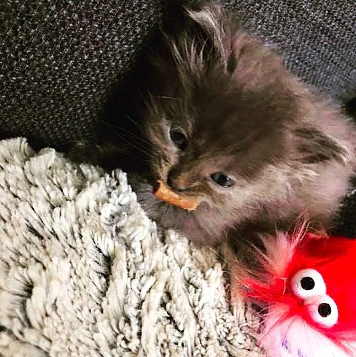 Cacahuète participe au concours pour gagner de l'argent avec cette photo : british_longhair, british_semi_longhair, carnivore, cat, domestic_long_haired_cat, felidae, fur, kitten, norwegian_forest_cat, persian, pixie_bob, small_to_medium_sized_cats, whiskers