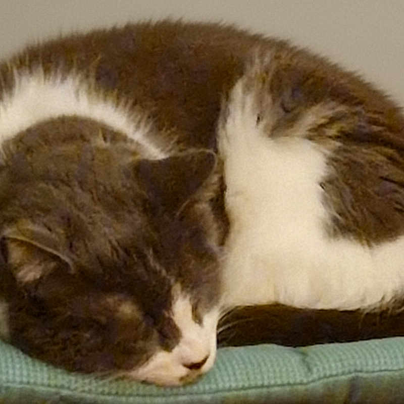 Thootsy participe au concours pour gagner de l'argent avec cette photo : cat, sleeping, cushion, brown, white, fur, cozy, indoor, resting, pet, animal, quiet, soft, relaxing, feline, closeup, comfort, calm, curled_up, home