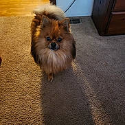 Bear joined the competition — help win amazing prizes! animal, brown, carpet, cozy, curious, cute, dog, floor, fluffy, fur, furniture, home, indoor, looking_at_camera, pet, pomeranian, shadow, small_dog, tan, wood_floor