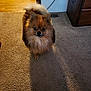 animal, brown, carpet, cozy, curious, cute, dog, floor, fluffy, fur, furniture, home, indoor, looking_at_camera, pet, pomeranian, shadow, small_dog, tan, wood_floor