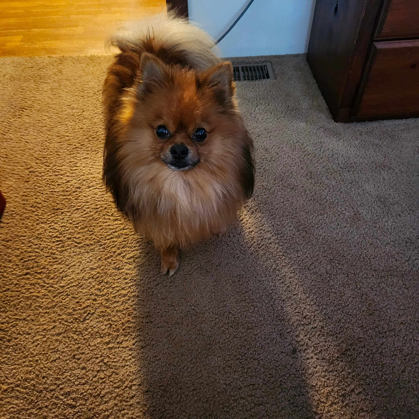 Bear joined the competition — help win amazing prizes! animal, brown, carpet, cozy, curious, cute, dog, floor, fluffy, fur, furniture, home, indoor, looking_at_camera, pet, pomeranian, shadow, small_dog, tan, wood_floor