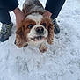 animal, boots, canine, clothing, cold, dog, ears, eyes, face, fur, hands, nature, outdoor, person, pet, playful, snout, snow, walking, winter